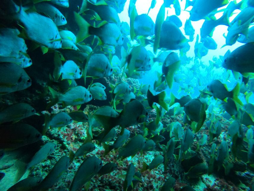 Gran Canaria: Discover Scuba Diving - Free Transfers - Equipment and instruction: Cressi gear plus real coaching