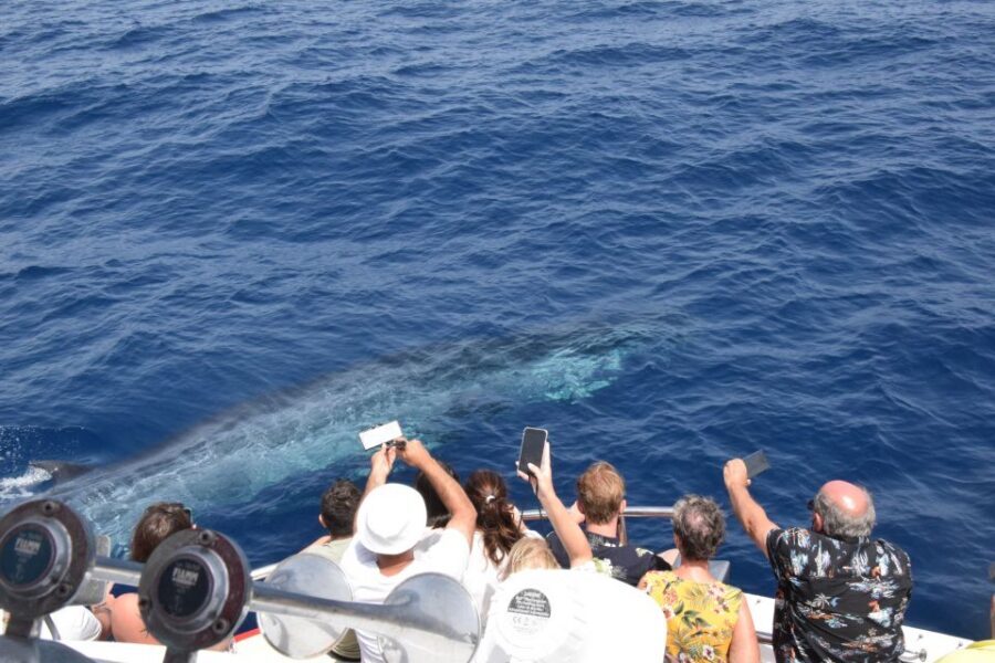 Gran Canaria: Dolphin and Whale Watching Cruise - Why Gran Canaria’s dolphin search feels so intentional