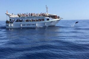 Gran Canaria: Dolphin and Whale Watching Cruise - Starting point: the simple meet-up at Líneas Salmón (Puerto Rico)
