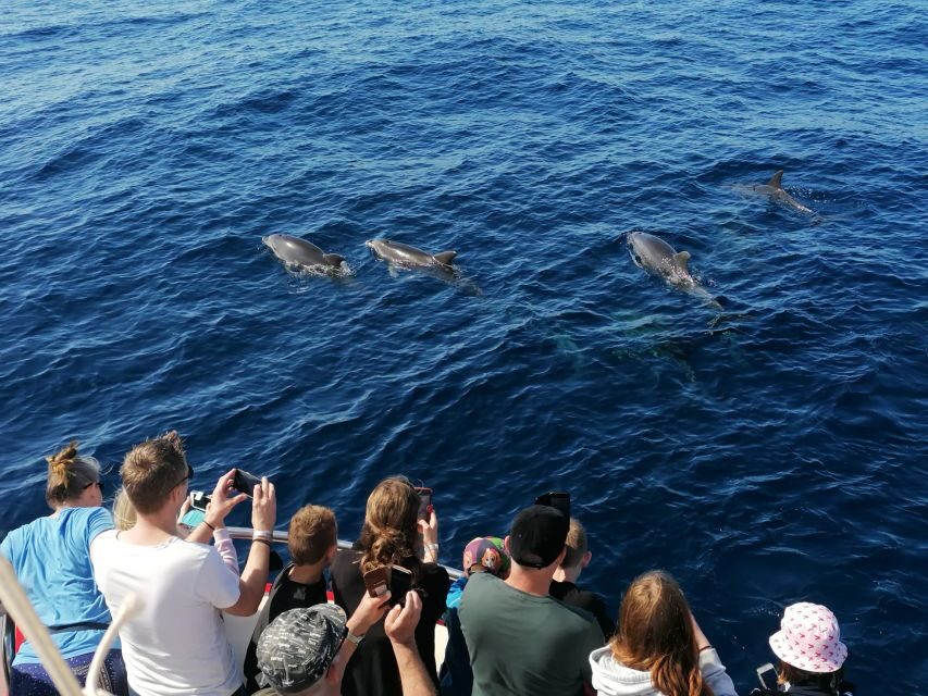 Gran Canaria: Dolphin and Whale Watching Cruise - On the water: how the search for whales and dolphins works