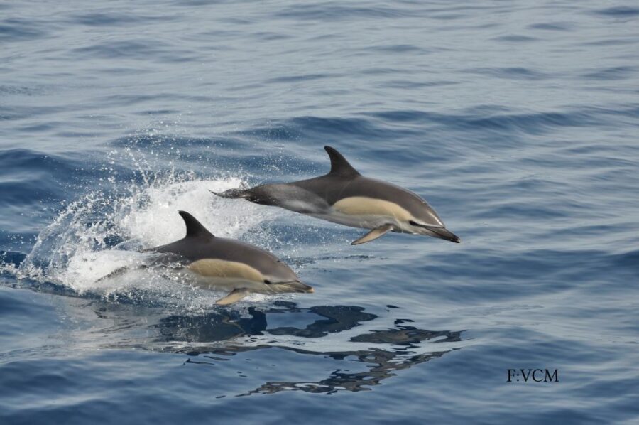 Gran Canaria: Dolphin and Whale Watching Cruise - What the cetacean guide actually adds to your day