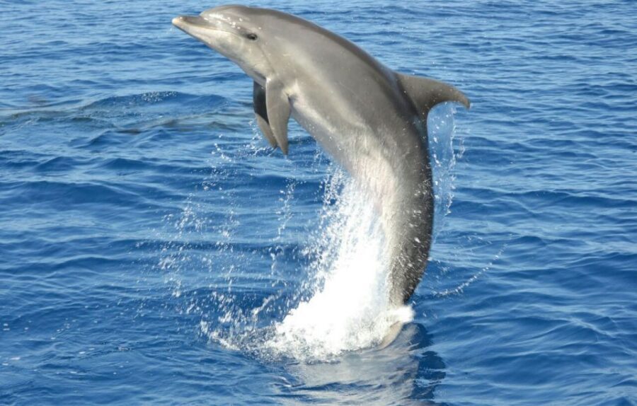 Gran Canaria: Dolphin and Whale Watching Cruise - Drinks, snacks, and the small choices that affect your comfort