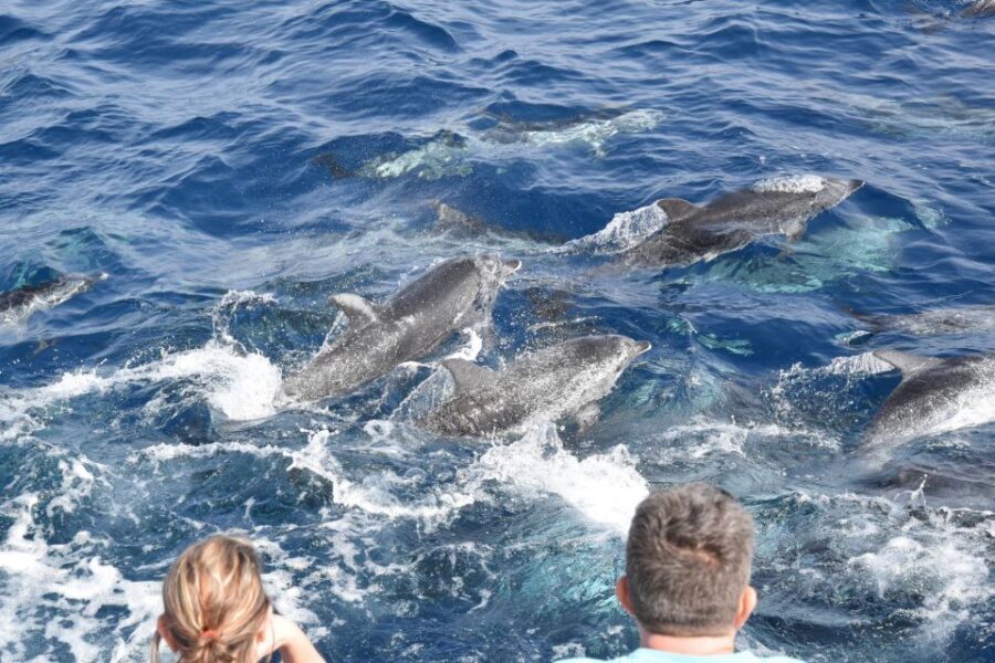 Gran Canaria: Dolphin and Whale Watching Cruise - Timing: what “about two hours” feels like on a cruise day