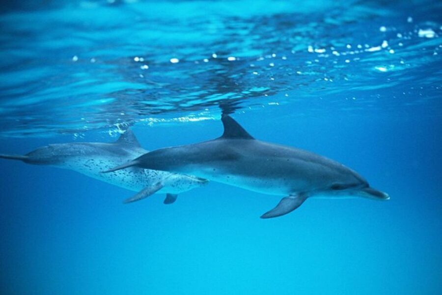 Gran Canaria: Dolphin and Whale Watching Cruise - Who this cruise is best for (and who should skip it)