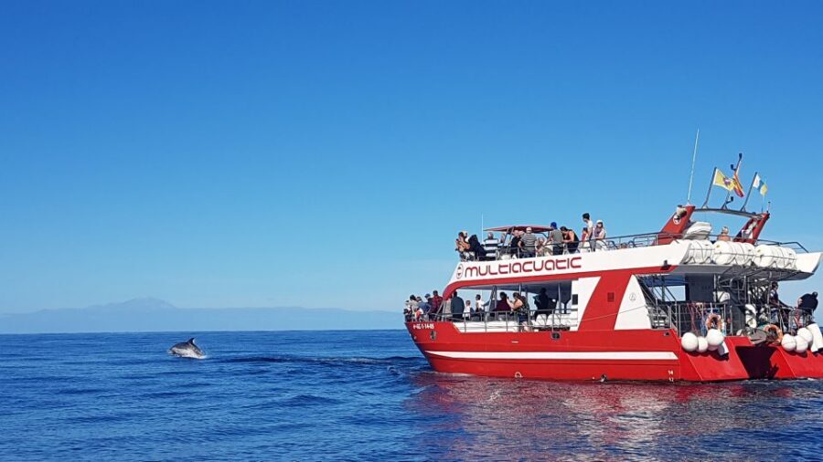 Gran Canaria: Dolphin and Whale Watching Cruise - Getting from your hotel to Puerto Rico: the bus-to-harbor rhythm