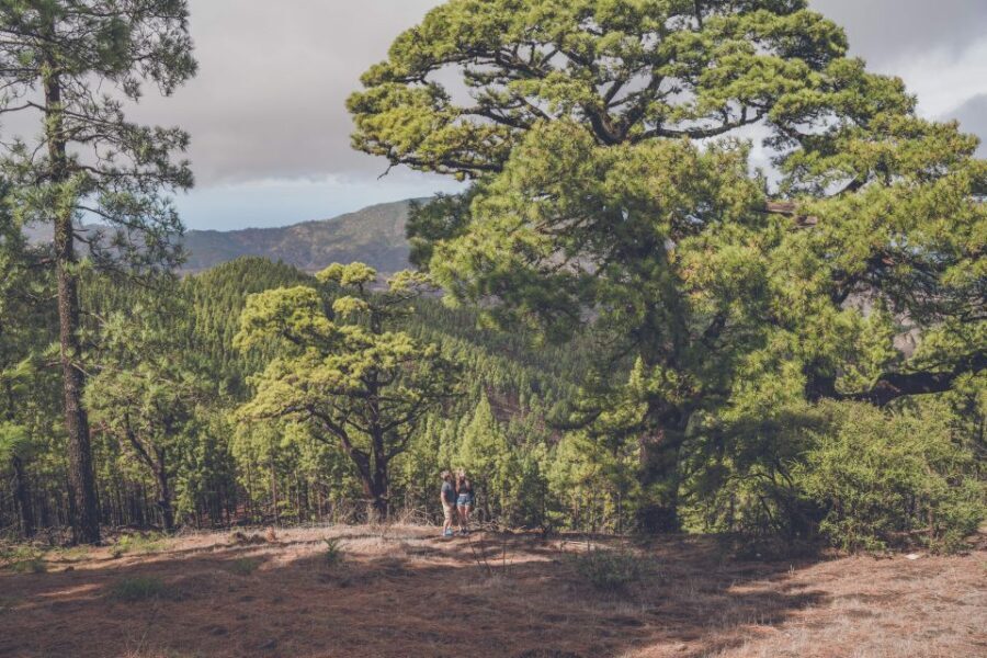 Gran Canaria: Full-Day Customizable Private Photography Tour - Markets, cheese, wine, and rum: photos with flavor