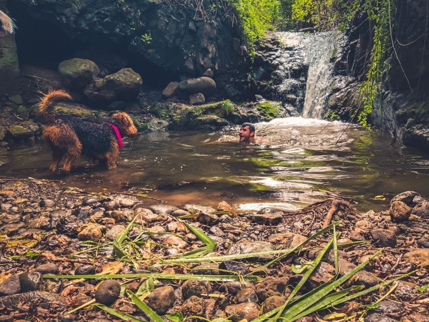 Gran Canaria: Guided Day Tour to Rainforest with Tasting - The Azuaje Spa ruins: history hiding in the ravine