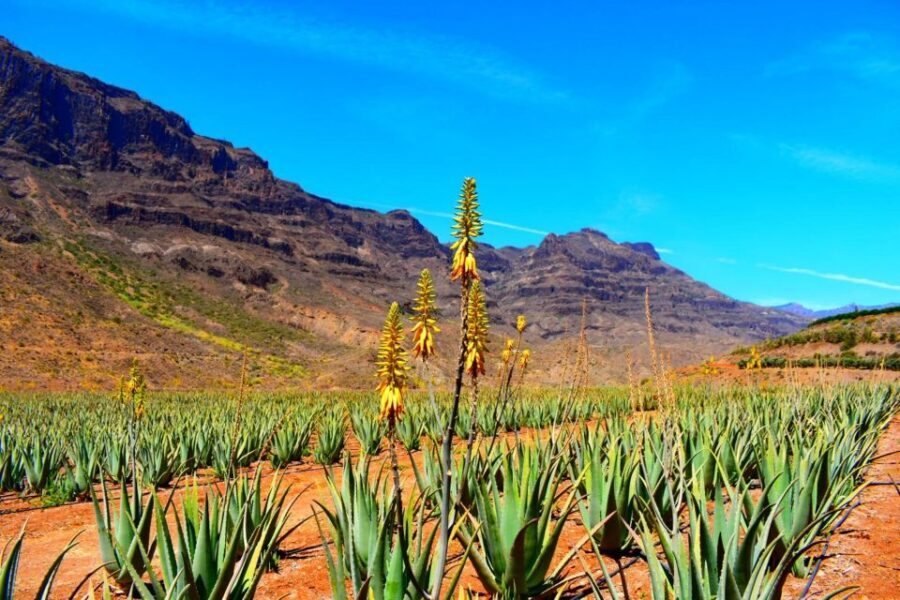 Gran Canaria Highlights Full-Day Tour by Bus - Arucas: Gothic Church of San Juan Bautista and a town walk that’s actually fun