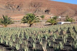 Gran Canaria Historic Tour - Yestarday and Today Premium - The heart of the tour: a guided 5-hour Yesterday and Today history experience