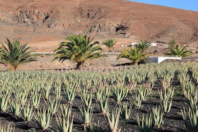 Gran Canaria Historic Tour - Yestarday and Today Premium - The heart of the tour: a guided 5-hour Yesterday and Today history experience
