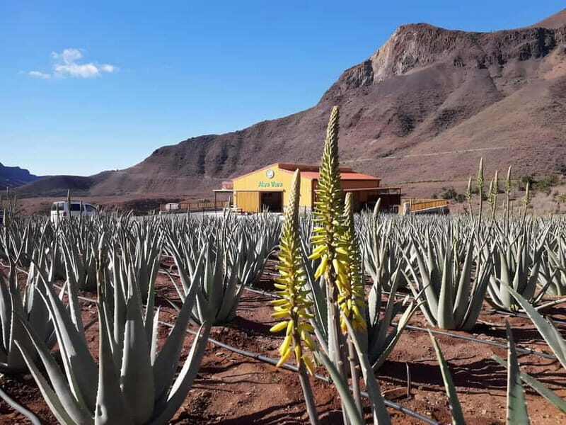 Gran Canaria: Island Highlights Tour with Optional Lunch - Church, Cruz de San Antonio, and Presa del Mulato: culture and water
