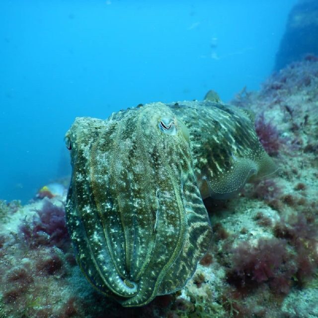Gran Canaria: Morning Scuba Dive - Who this morning session suits best