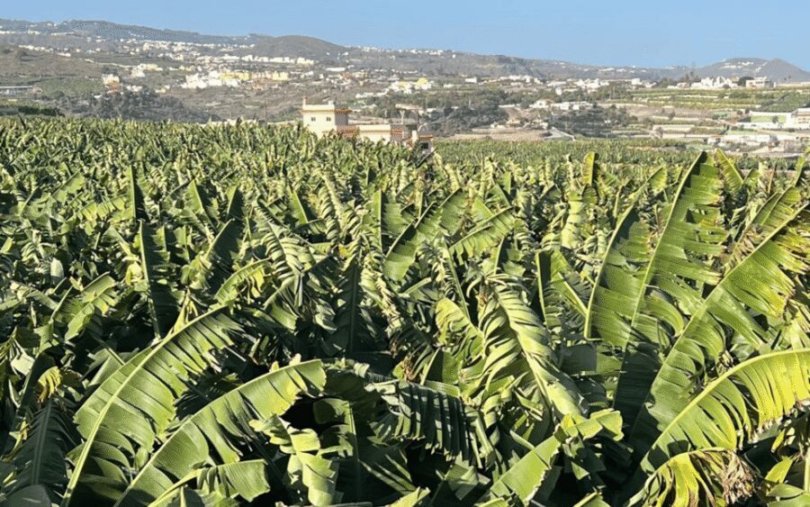 Gran Canaria: Rum, Wines and Banana Tour - Quick hits: what makes this tour worth it
