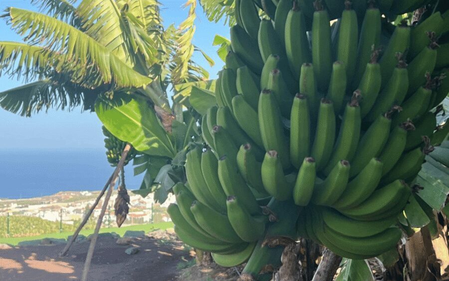 Gran Canaria: Rum, Wines and Banana Tour - Bananas First: Museum Stories and Real Farm Tasting