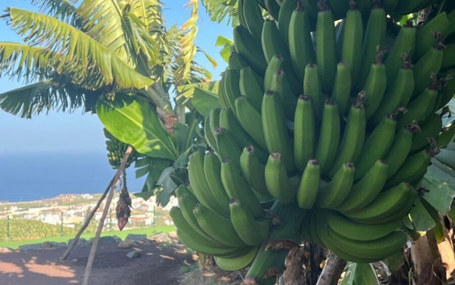 Gran Canaria: Rum, Wines and Banana Tour - How the Whole Day Runs: Stops, Timing, and Bus Reality