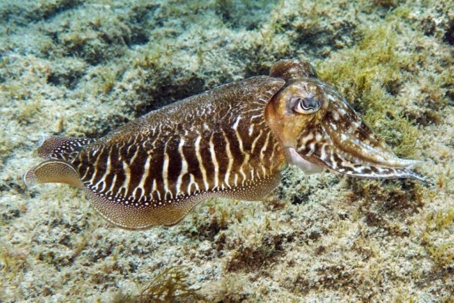 Gran Canaria: Scuba Diving for Beginners - Gear, gear fitting, and the comfort factor