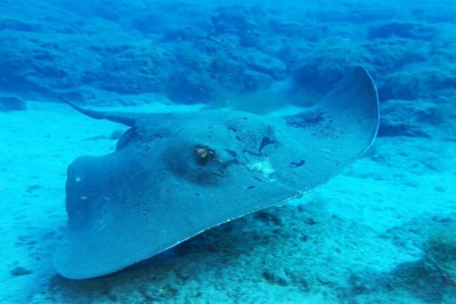 Gran Canaria: Snorkeling Trip - Marine life you can expect in Gran Canaria waters