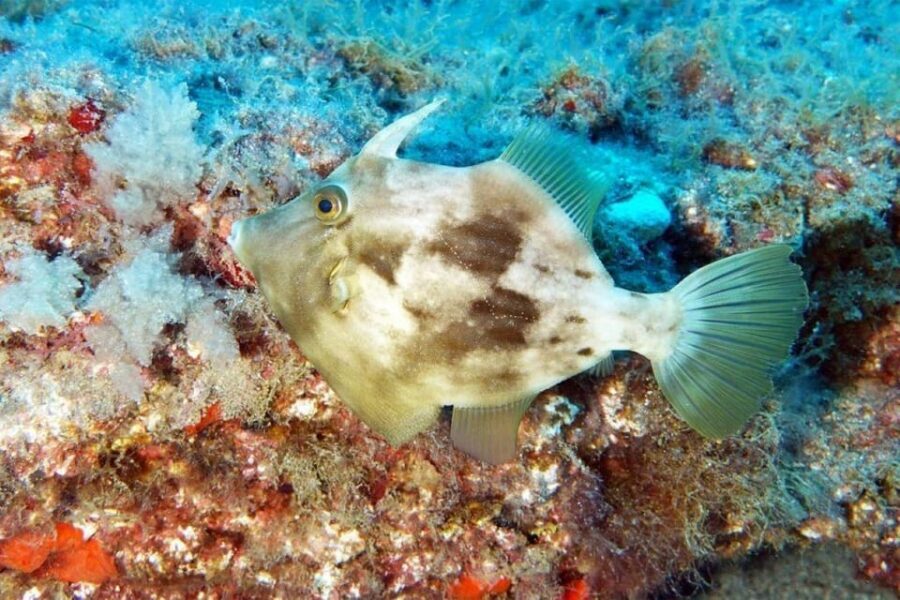Gran Canaria: Snorkeling Trip - Price and value: is $53 a fair deal?