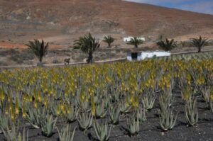 Gran Canaria Tour: Past and Present - Agüimes, Teror, and the Town Stops You Can Actually Walk Through