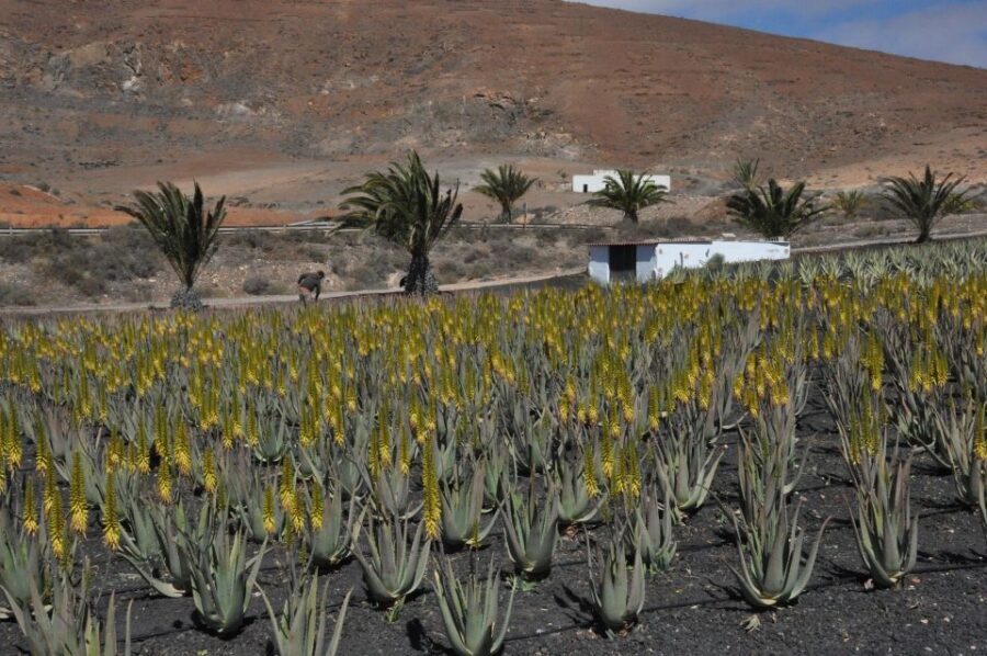 Gran Canaria Tour: Past and Present - Agüimes, Teror, and the Town Stops You Can Actually Walk Through