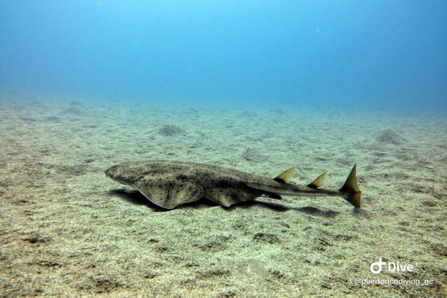 Gran Canaria: Try Scuba Diving for Beginners - The guided swim: what “beginner-friendly” looks like in real time