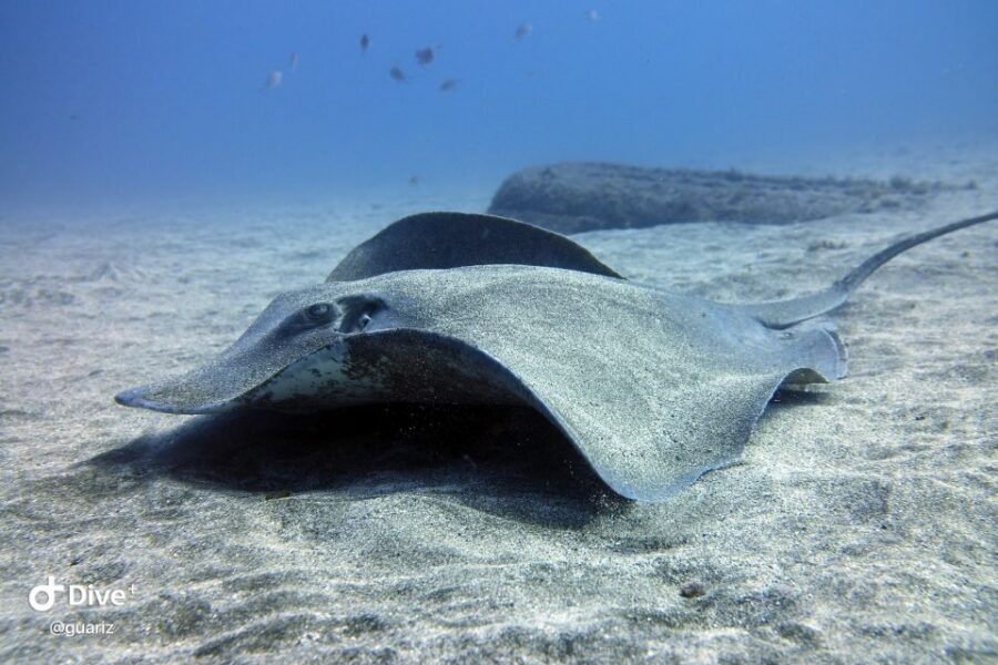 Gran Canaria: Try Scuba Diving for Beginners - Marine life in Gran Canaria waters: what you might see