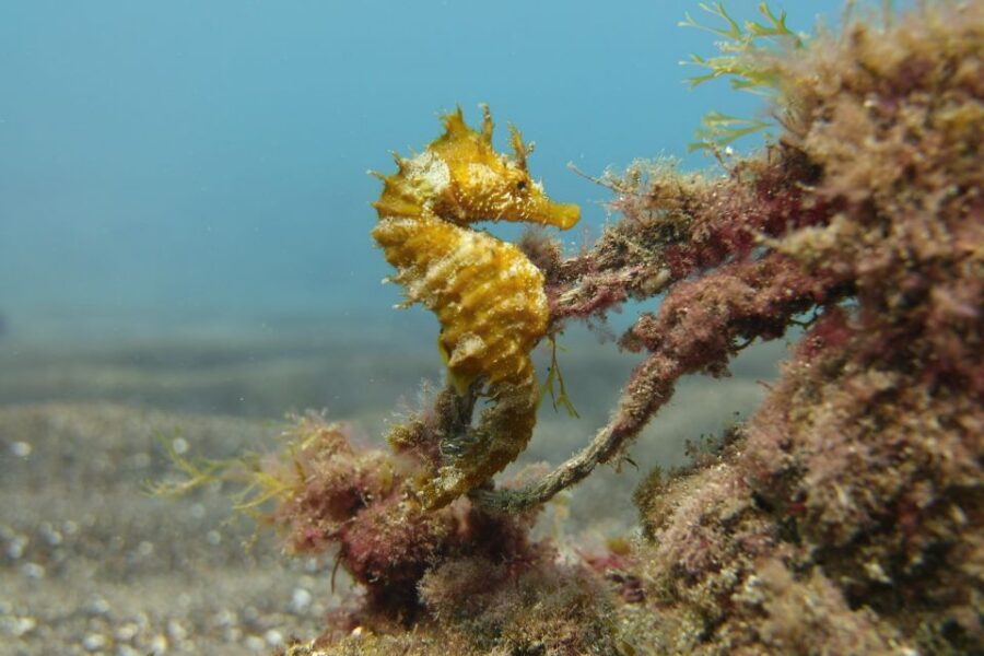 Gran Canaria: Try Scuba Diving for Beginners - Time breakdown: 3 hours on the clock, 2 hours in the experience