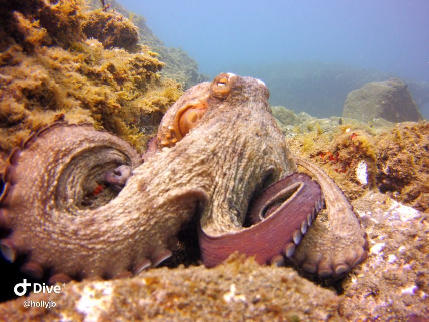 Gran Canaria: Try Scuba Diving for Beginners - Price and value: what $94 includes (and what doesn’t)