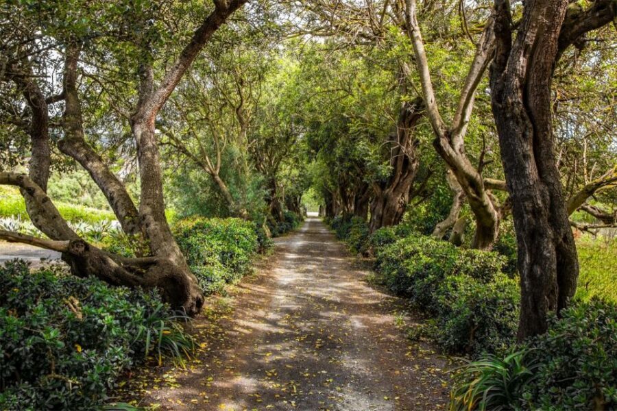 Gran Canaria: Winery Tour, Wine Museum, and Tasting - The 100-year-old lagares and the cellar atmosphere