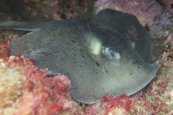 Guided Snorkelling Experience in South of Gran Canaria - The snorkelling session: 45–60 minutes guided at an easy pace
