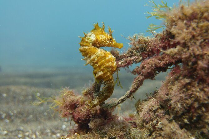 Guided Snorkelling Experience in South of Gran Canaria - Price and value: is $65.09 worth it?