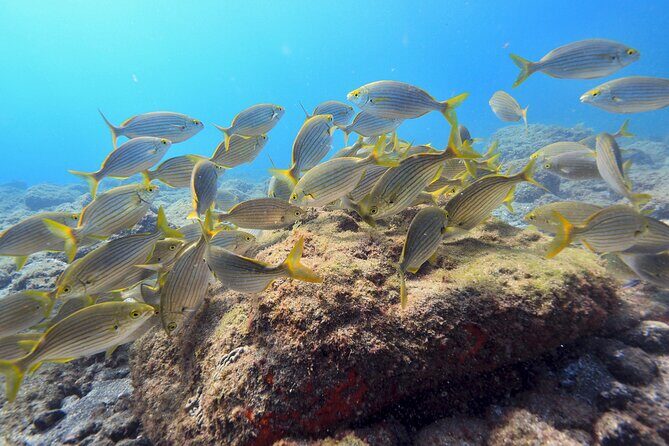 Guided Snorkelling Experience in South of Gran Canaria - Free pickup in South Gran Canaria: where it actually helps