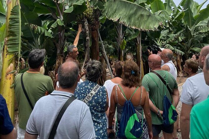 Guided tour of the Banana World - Key highlights to look for