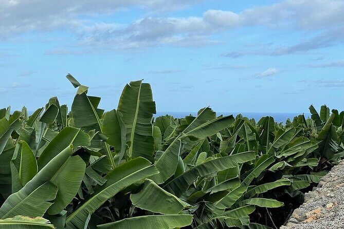 Guided tour of the Banana World - Tastings: banana wine, banana jam montaditos, and more