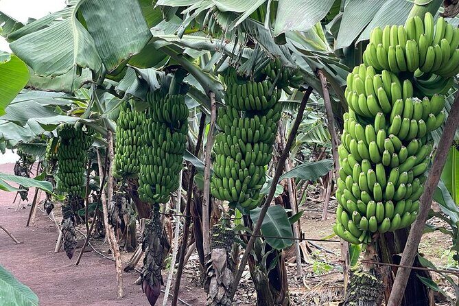 Guided tour of the Banana World - Shop time: take-home value beyond snacks