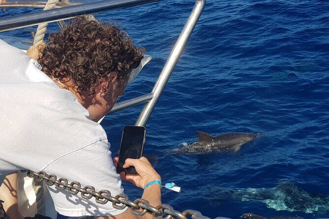Half-Day Cruise Tour-Dolphin and Whale Watching - Getting on board: comfort, seating, and onboard vibe