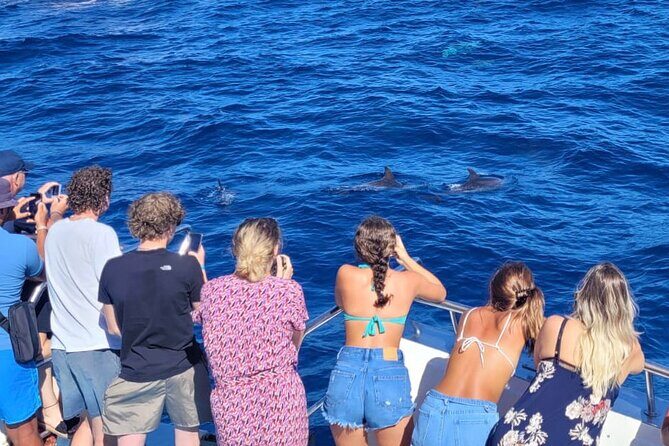 Half-Day Cruise Tour-Dolphin and Whale Watching - The heart of the trip: dolphin and whale watching at sea