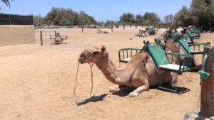 Maspalomas: 2-Seater E-Scooter Dunes Tour with Camel - Driving the Electric Scooter Chopper: Licenses, Roads, and Real Rules