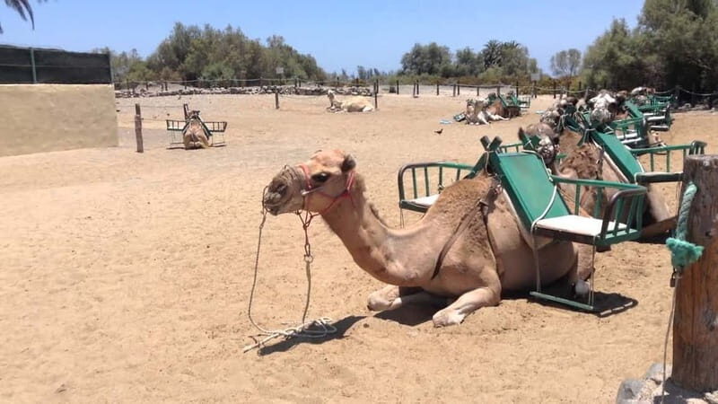 Maspalomas: 2-Seater E-Scooter Dunes Tour with Camel - Driving the Electric Scooter Chopper: Licenses, Roads, and Real Rules
