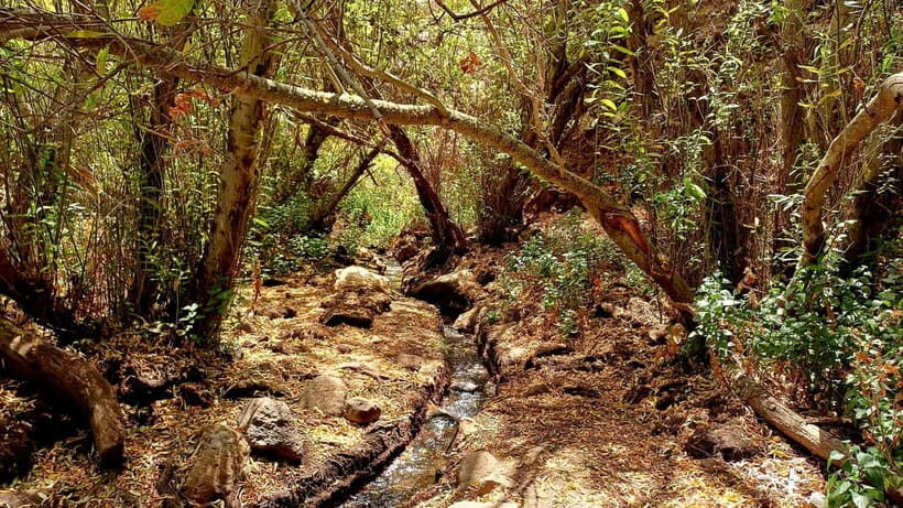 Maspalomas: Barranco de los Cernicalos Rainforest Hike - Meet Inés & Juanjo: local guides who explain how life fits the land