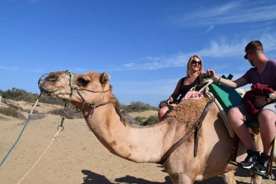 Maspalomas: Guided Camel Ride in the Maspalomas Sand Dunes - Quick hits to know before you ride