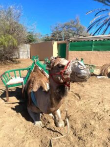 Maspalomas: Guided Camel Ride in the Maspalomas Sand Dunes - The 2-seater saddle: the comfort advantage in the dunes