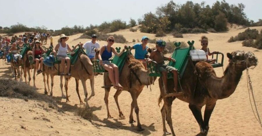 Maspalomas: Guided Camel Ride in the Maspalomas Sand Dunes - Getting on board: how the whole process stays safe