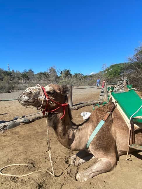 Maspalomas: Guided Camel Ride in the Maspalomas Sand Dunes - 30 minutes through rolling sand: what the ride actually feels like