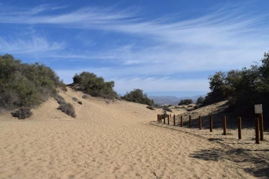 Maspalomas: Guided Camel Ride in the Maspalomas Sand Dunes - Who this camel ride is best for