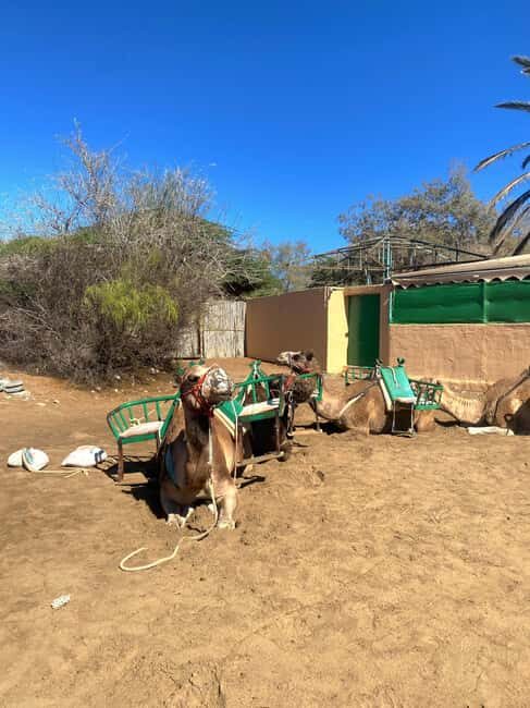 Maspalomas: Guided Camel Ride in the Maspalomas Sand Dunes - Who should skip it (or reconsider)