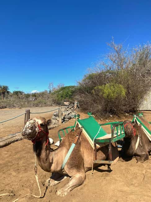 Maspalomas: Guided Camel Ride in the Maspalomas Sand Dunes - Price and value: why $21 for 30 minutes can make sense