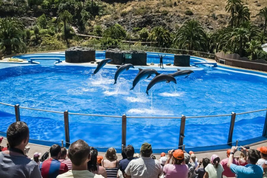 Maspalomas: Palmitos Park Ticket with Dolphin and Bird Shows - Tickets, timing, and how to plan your day