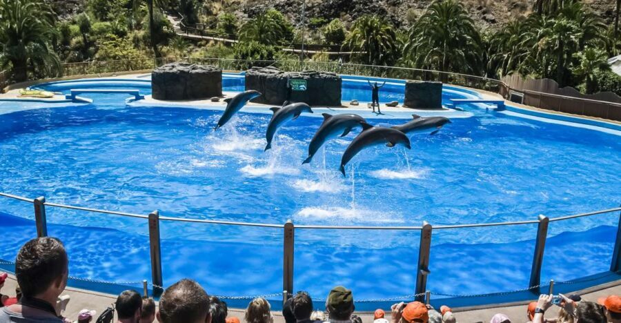 Maspalomas: Palmitos Park Ticket with Dolphin and Bird Shows - Birds of prey and exotic bird shows: high-flying spectacle with real views