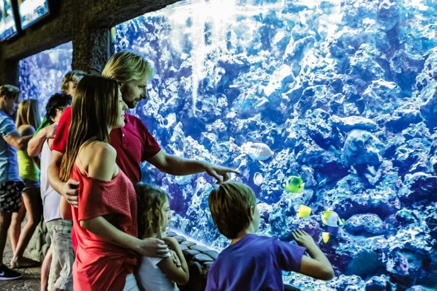 Maspalomas: Palmitos Park Ticket with Dolphin and Bird Shows - Steep hills, mobility help, and comfort tips that save the day